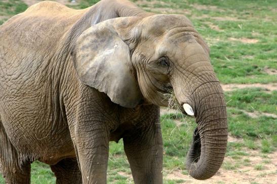 Afrikanischer Elefant Opel Zoo Kromberg 2015