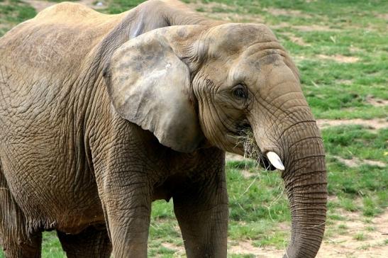 Afrikanischer Elefant Opel Zoo Kromberg 2015