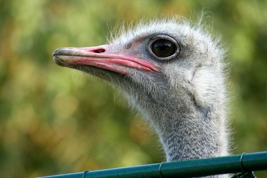 Afrikanischer Strauss Opel Zoo Kronberg 2012