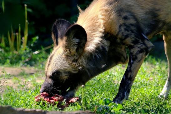 Afrikanischer Wildhund Zoo Frankfurt am Main 2017