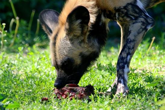 Afrikanischer Wildhund Zoo Frankfurt am Main 2017