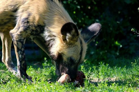 Afrikanischer Wildhund Zoo Frankfurt am Main 2017