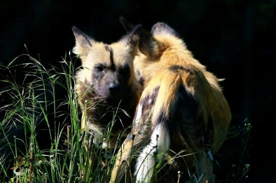 Afrikanischer Wildhund Zoo Frankfurt am Main 2017