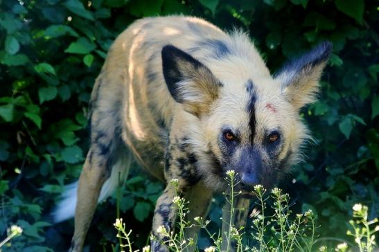 Afrikanischer Wildhund Zoo Frankfurt am Main 2017