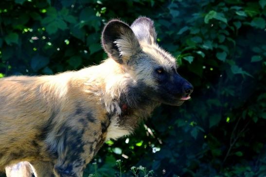 Afrikanischer Wildhund Zoo Frankfurt am Main 2017
