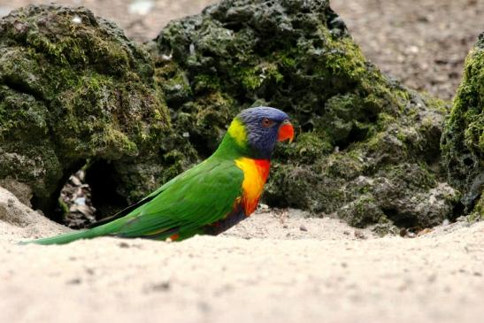 Allfarblori Zoo Vivarium Darmstadt 2014