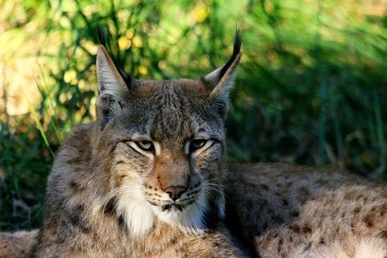 Eurasischer Luchs - Lynx lynx Wildpark Klein Auheim 2013