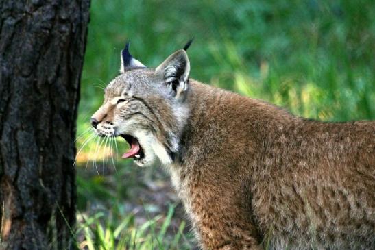 Eurasischer Luchs - Lynx lynx Wildpark Klein Auheim 2013