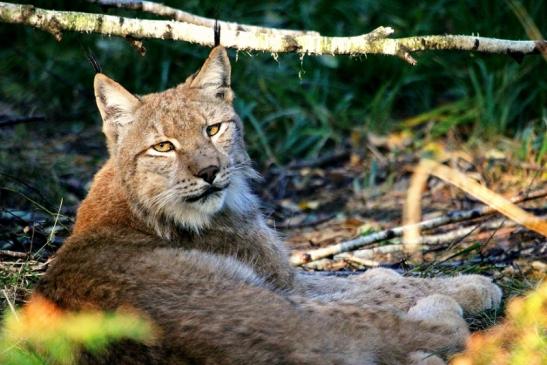 Eurasischer Luchs - Lynx lynx Wildpark Klein Auheim 2013