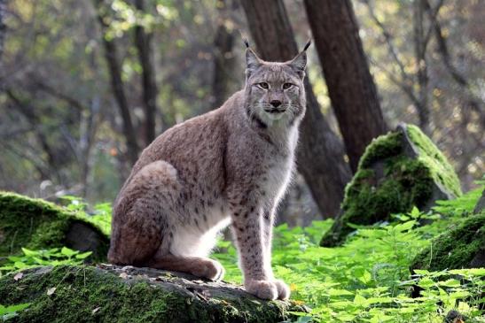 Eurasischer Luchs - Lynx lynx Wildpark Klein Auheim 2013