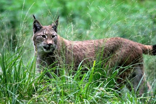 Eurasischer Luchs - Lynx lynx Wildpark Klein Auheim 2013