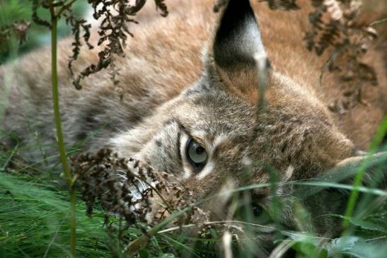 Eurasischer Luchs - Lynx lynx Wildpark Klein Auheim 2013