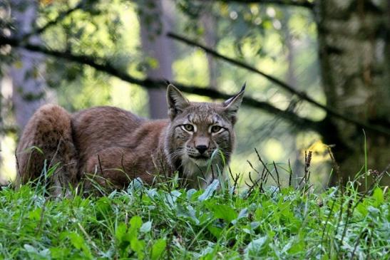 Eurasischer Luchs - Lynx lynx Wildpark Klein Auheim 2013