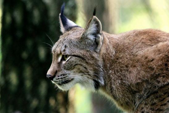 Eurasischer Luchs - Lynx lynx Wildpark Klein Auheim 2013