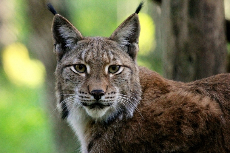 Eurasischer Luchs - Lynx lynx Wildpark Klein Auheim 2013
