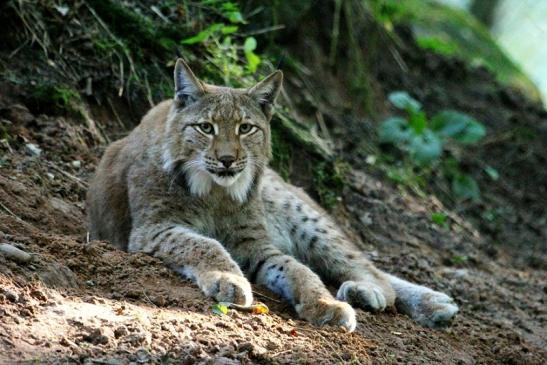 Eurasischer Luchs - Lynx lynx Wildpark Klein Auheim 2013