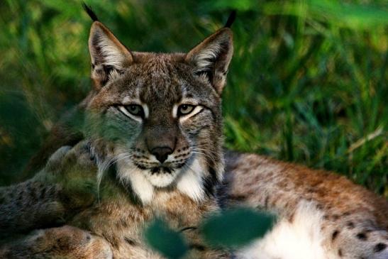 Eurasischer Luchs - Lynx lynx Wildpark Klein Auheim 2013