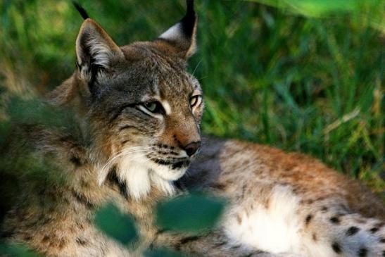 Eurasischer Luchs - Lynx lynx Wildpark Klein Auheim 2013