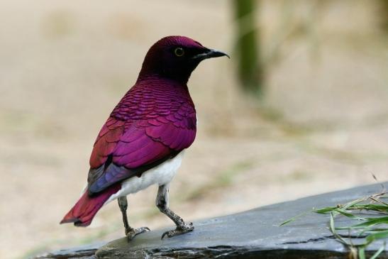 Amethyst Glanzstar Zoo Frankfurt am Main 2018