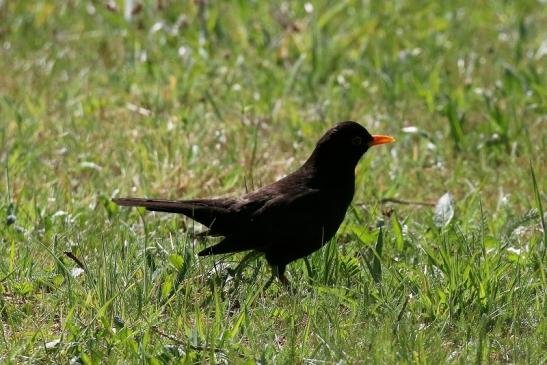 Amsel Atrium Park Dietzenbach 2021