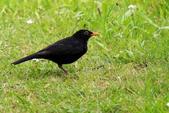 Amsel Männchen Atrium Park Dietzenbach 2021