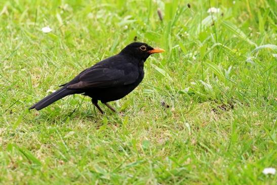 Amsel Männchen Atrium Park Dietzenbach 2021