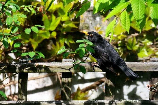 Amsel Männchen Dietzenbach 2021