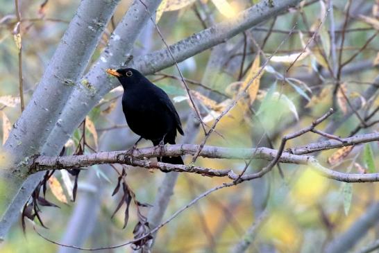 Amsel Männchen NSG See am Goldberg Oktober 2020