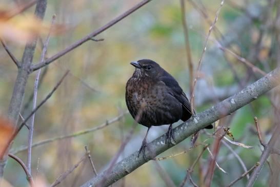 Amsel Weibchen NSG See am Goldberg Oktober 2020