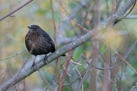 Amsel Weibchen NSG See am Goldberg Oktober 2020