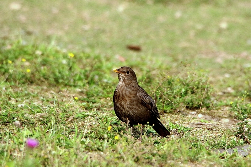 Amsel Weibchen NSG See am Goldberg Heusenstamm 2016