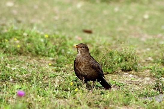 Amsel Weibchen NSG See am Goldberg Heusenstamm 2016