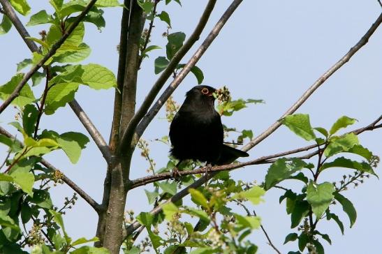 Amsel Männchen NSG See am Goldberg Heusenstamm 2016