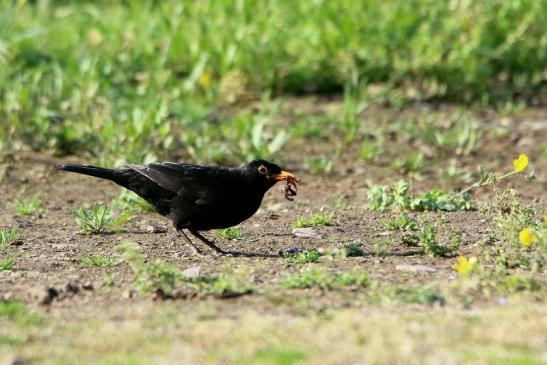 Amsel Männchen NSG See am Goldberg Heusenstamm 2016