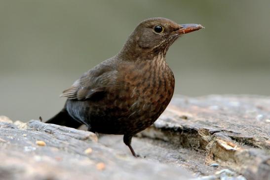 Amsel Weibchen NSG Mönchbruch 2016