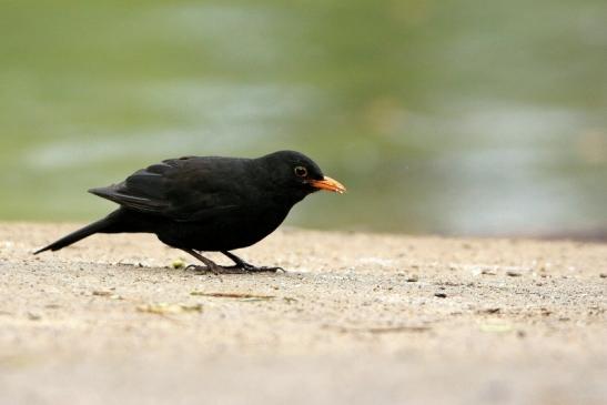 Amsel Männchen NSG Mönchbruch 2016