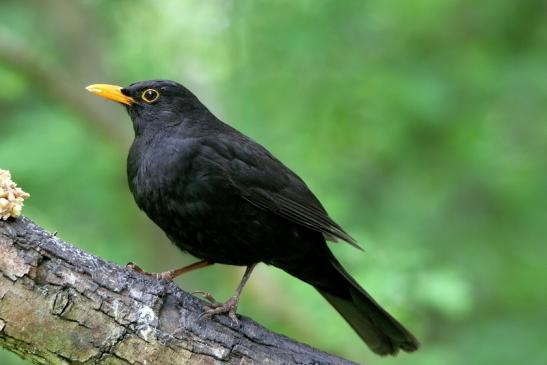 Amsel Männchen NSG Mönchbruch 2016