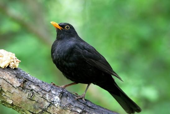 Amsel Männchen NSG Mönchbruch 2016