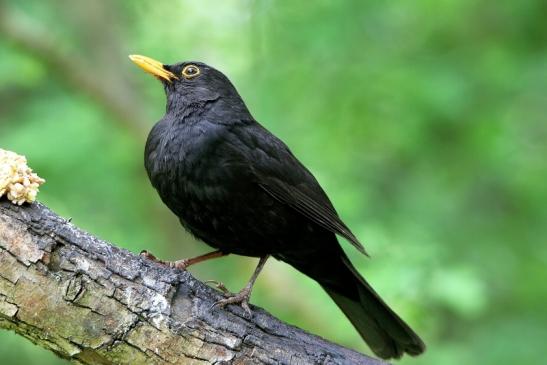 Amsel Männchen NSG Mönchbruch 2016