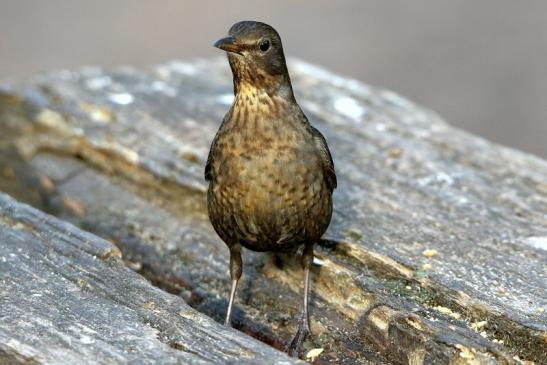 Amsel Weibchen NSG Mönchbruch 2016