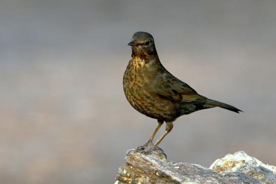 Amsel Weibchen NSG Mönchbruch 2016