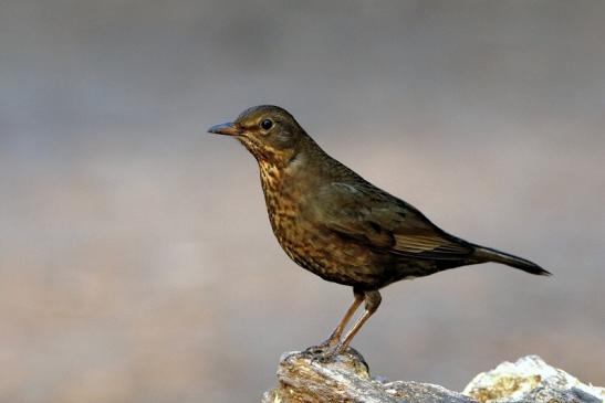 Amsel Weibchen NSG Mönchbruch 2016