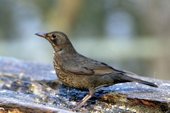 Amsel Weibchen NSG Mönchbruch 2016