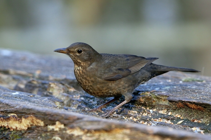 Amsel Weibchen NSG Mönchbruch 2016