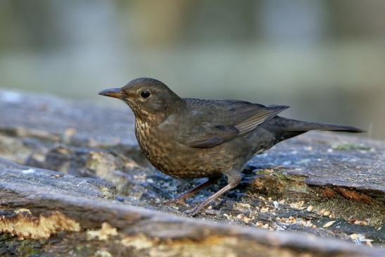 Amsel Weibchen NSG Mönchbruch 2016