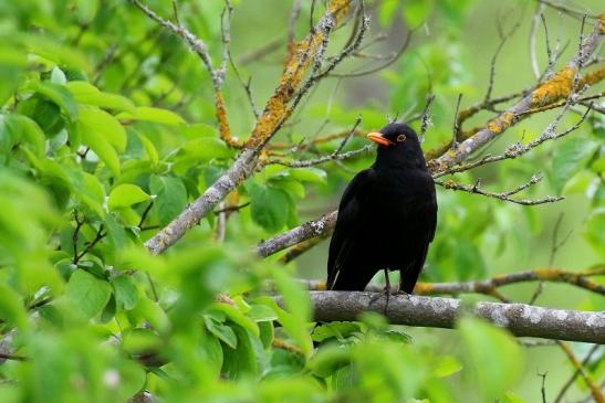 Amsel Männchen NSG Mönchbruch 2021