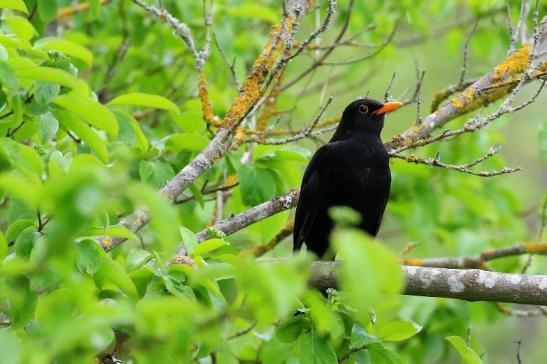 Amsel Männchen NSG Mönchbruch 2021