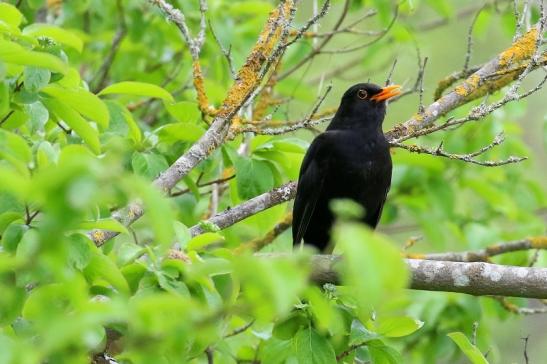 Amsel Männchen NSG Mönchbruch 2021