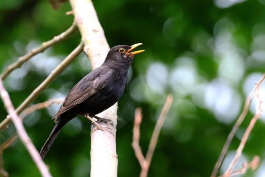 Amsel NSG Mönchbruch 2020