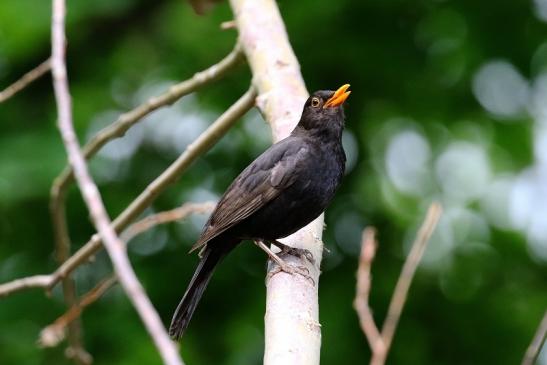 Amsel NSG Mönchbruch 2020